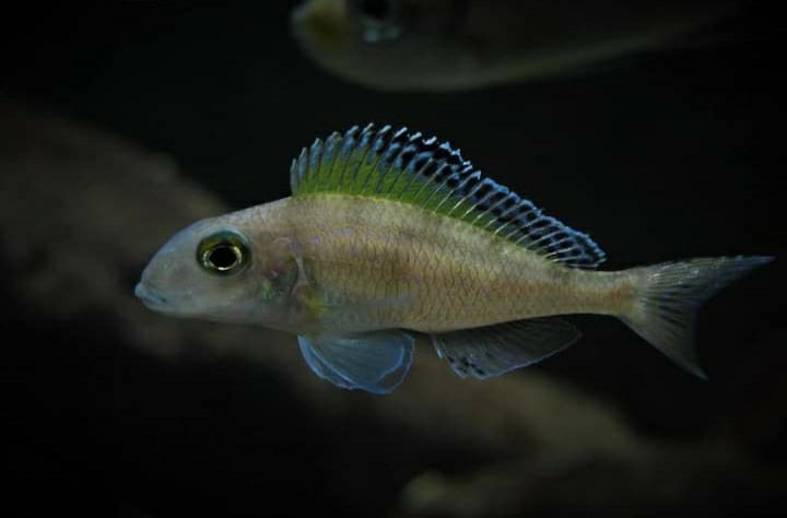 Xenotilapia spilopterus 'Mabilibili Bay'